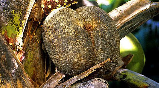 seychelles coconut