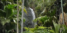 Vallee De Mai National Park 