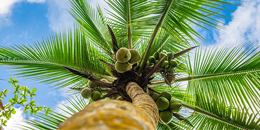 Don't park under coconut trees